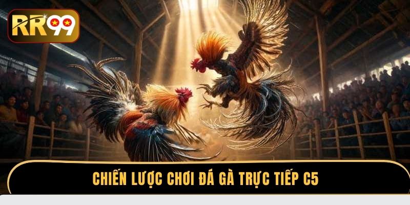 Chiến lược chơi đá gà trực tiếp C5