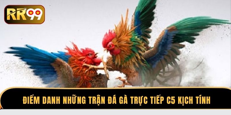 Điểm danh những trận đá gà trực tiếp C5 kịch tính